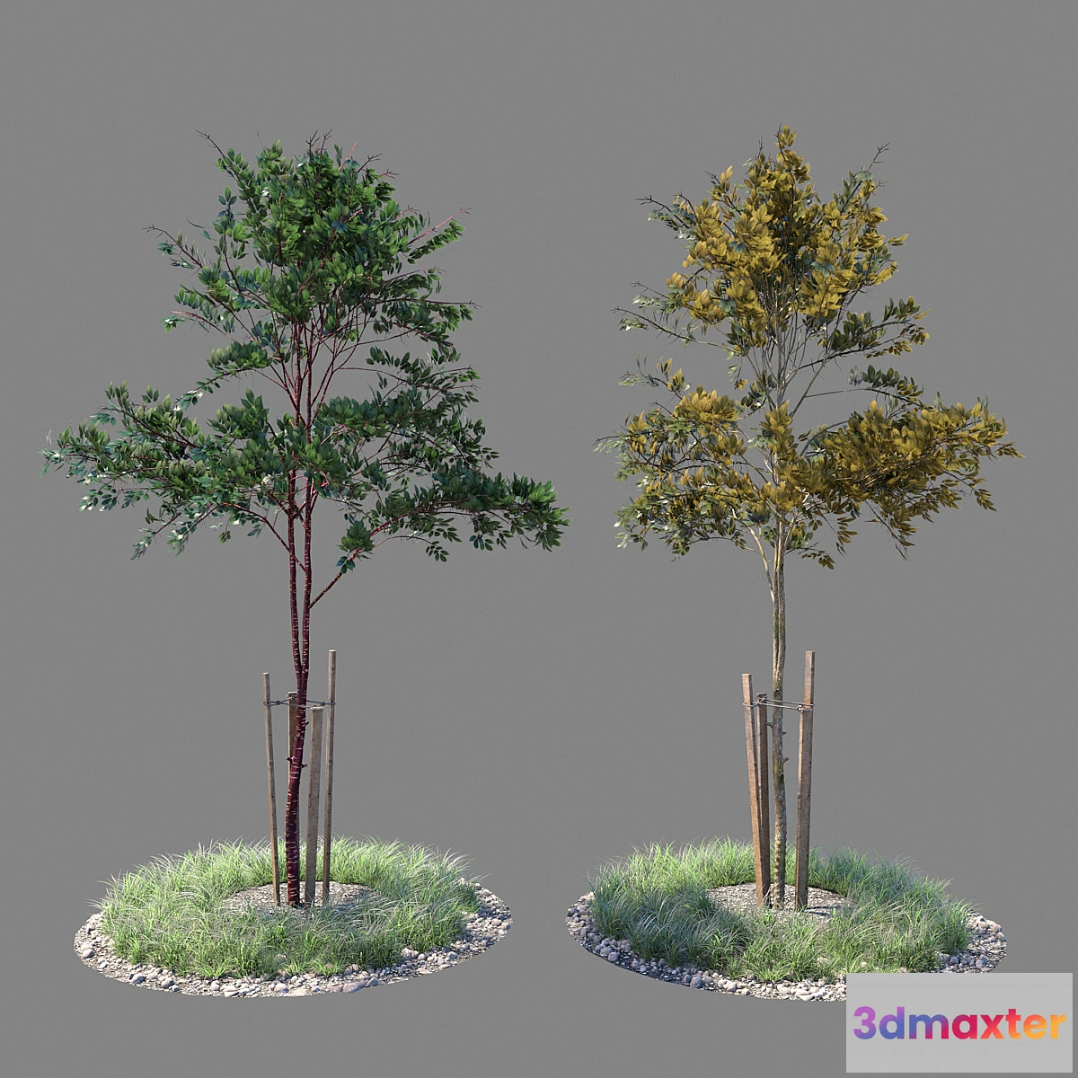 1299815 - Young tree 03 3D Max