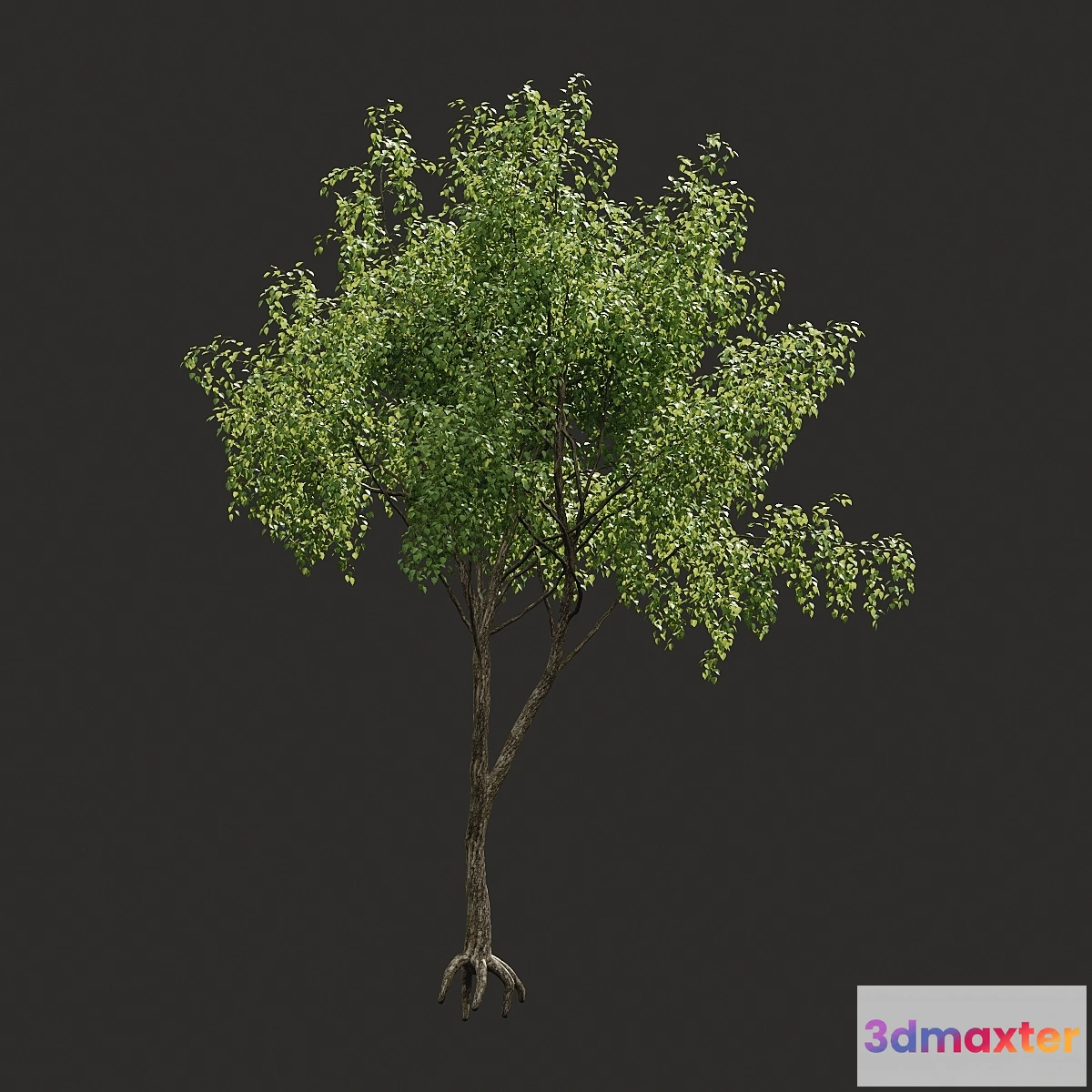 1300063 - Summer tree # 04 3D Max