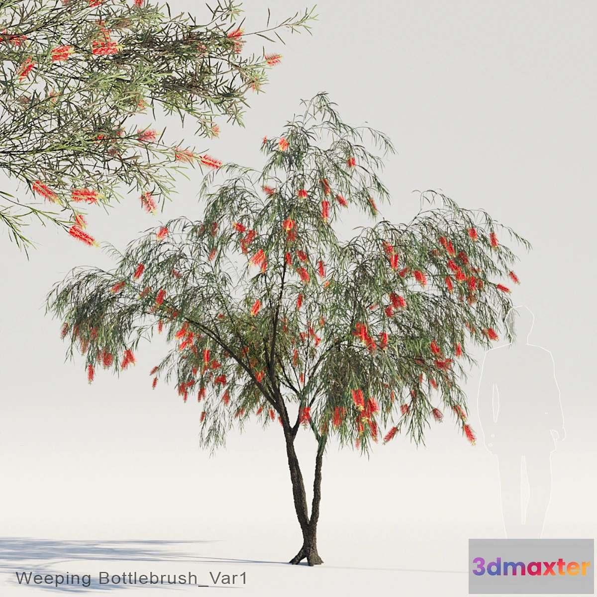 1300710 - Weeping Bottlebrush Var1 3D Max