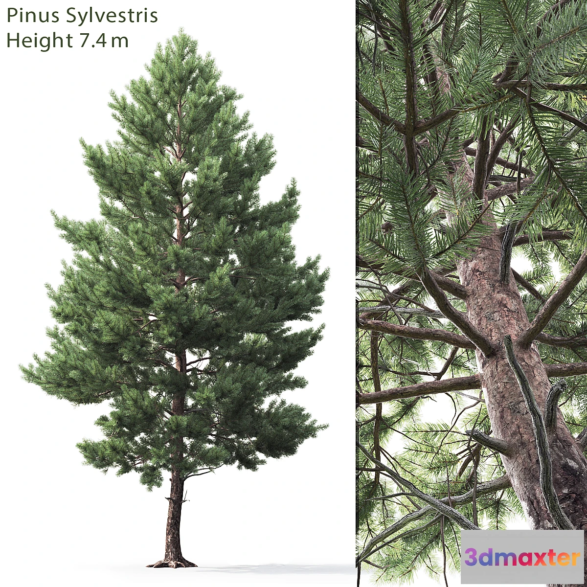 1300732 - Pine - No.3 3D Max