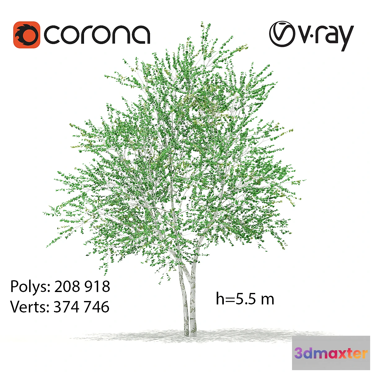 1302086 - Birch tree 3D Max