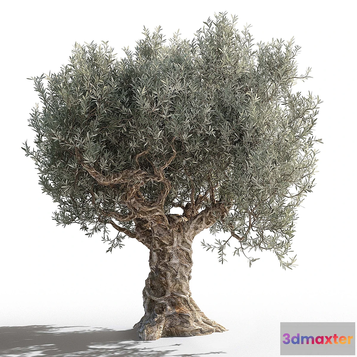 1302434 - Olive tree 2 - No.2 3D Max