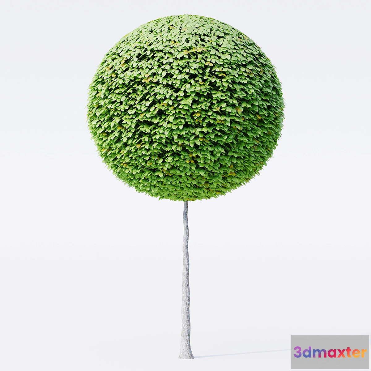 1303140 - Geometric topiary trees 3D Max