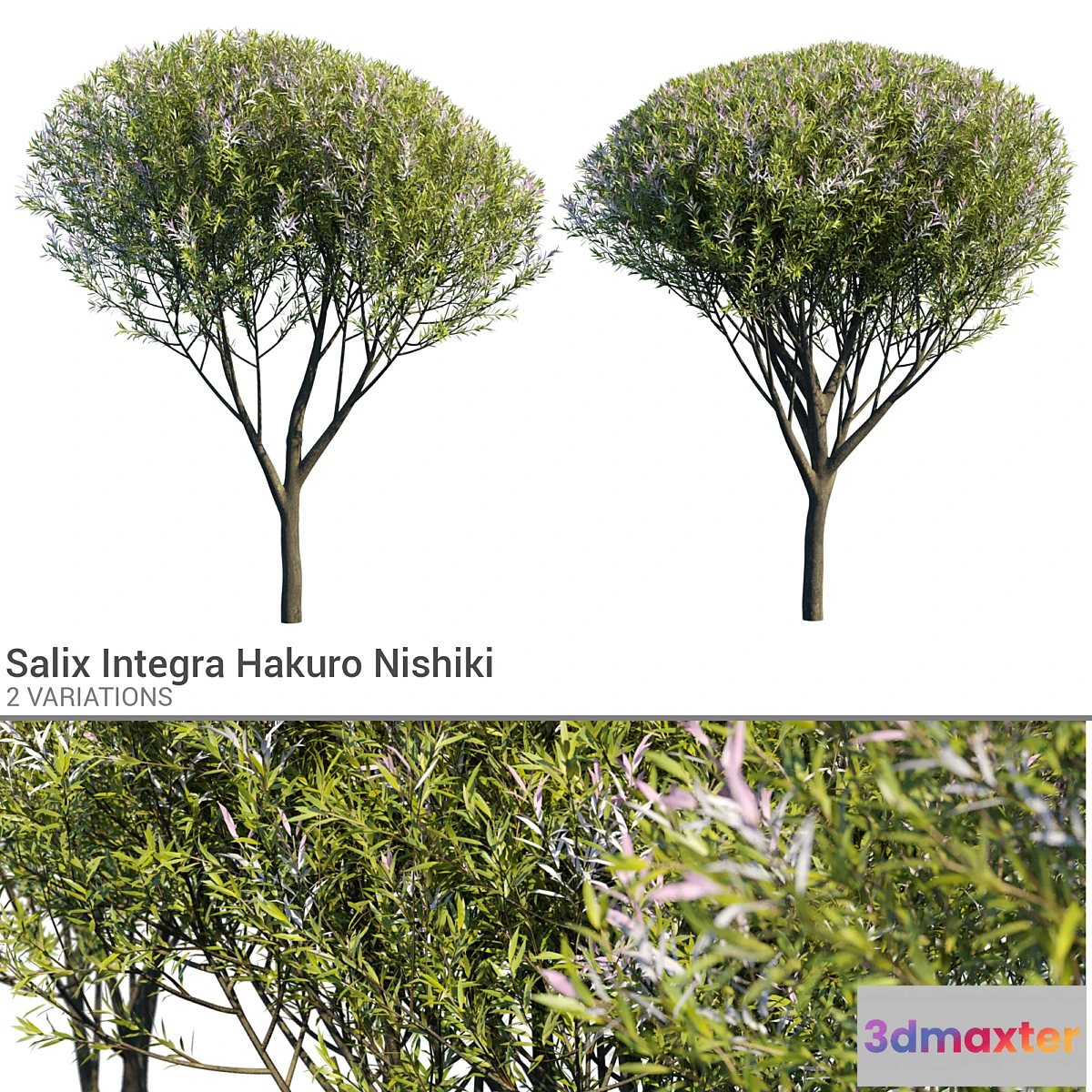 1303314 - Salix Integra Hakuro Nishiki 3D Max