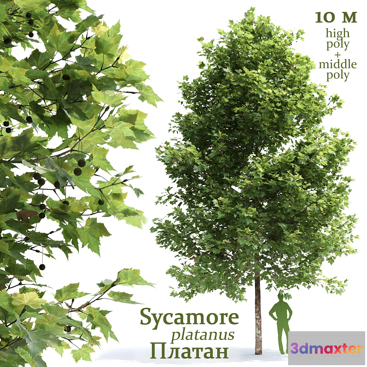 1303472 - Plane-tree _ Sycamore _ Platanus #2 3D Max