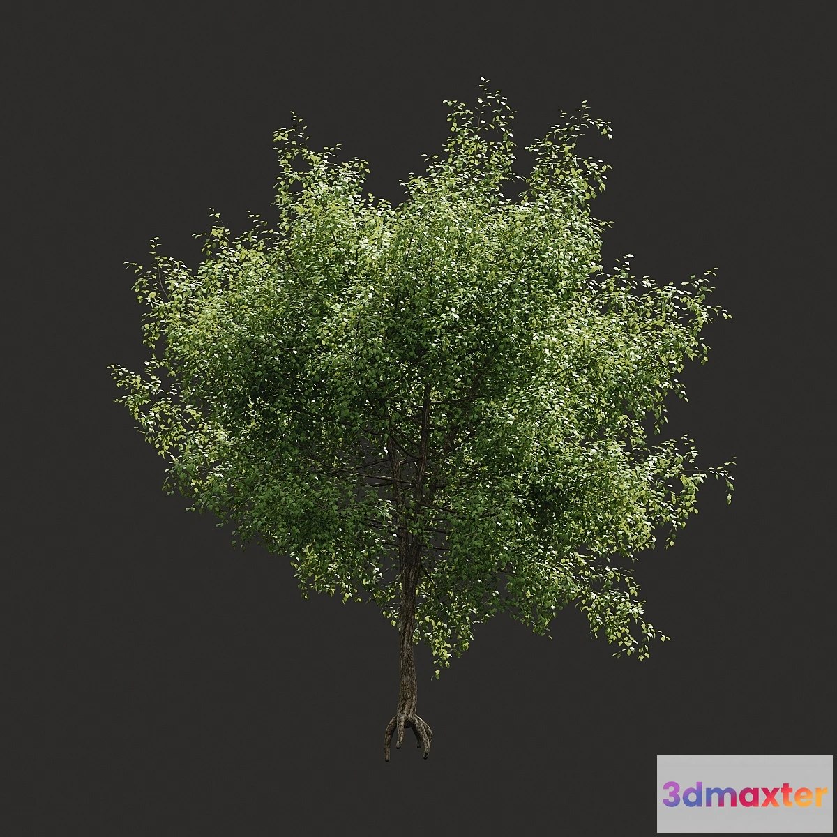 1304179 - Summer tree # 05 3D Max