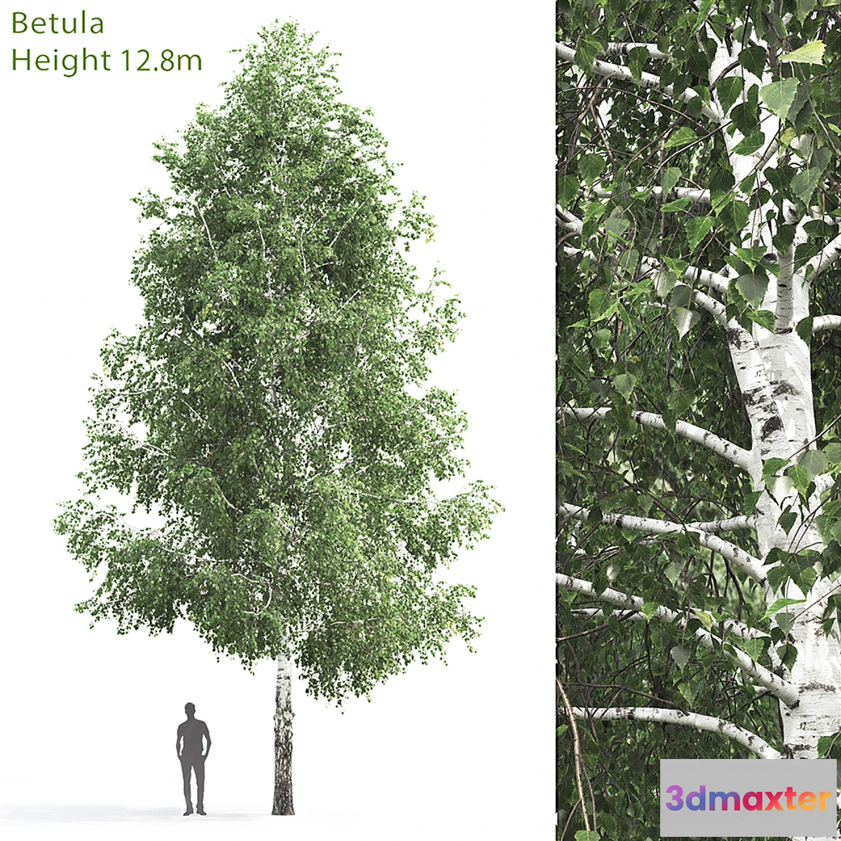 1304588 - Betula # 3 (12.8m) 3D Max