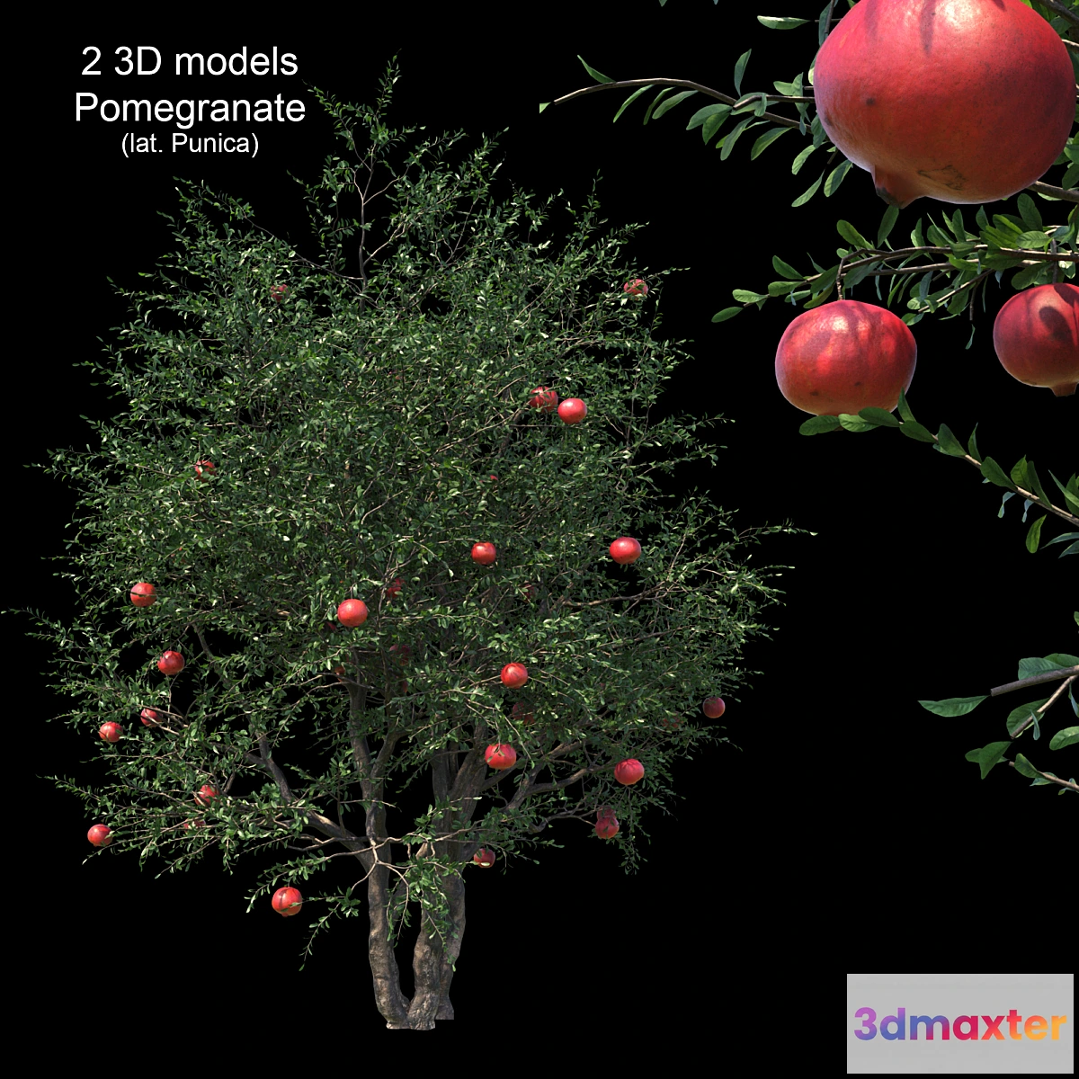 1304698 - Garnet 3D Max