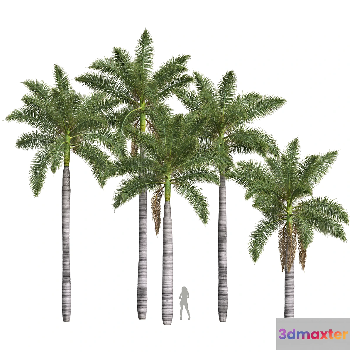 1304791 - New Plant High detail Roystonea Regia Medium 3D Max