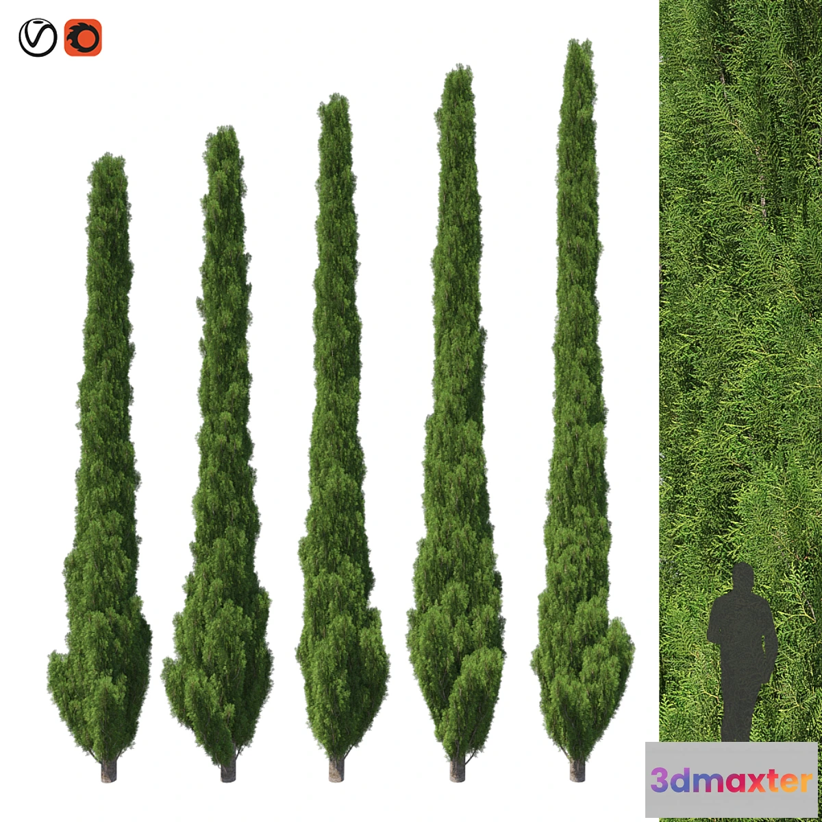 1304852 - Cupressus 5-6m 3D Max