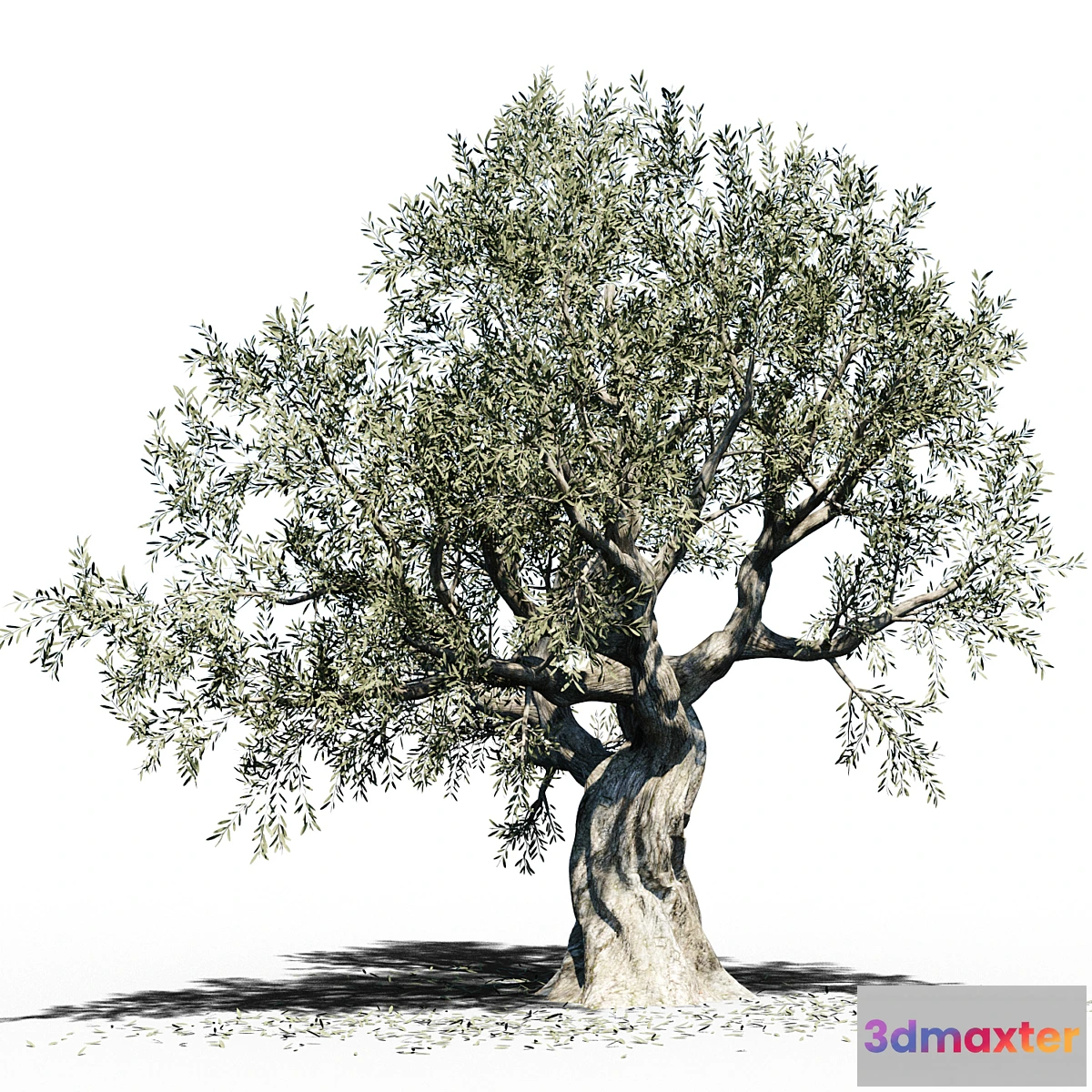 1305666 - Olive Tree (Europa Olea) # 3 3D Max