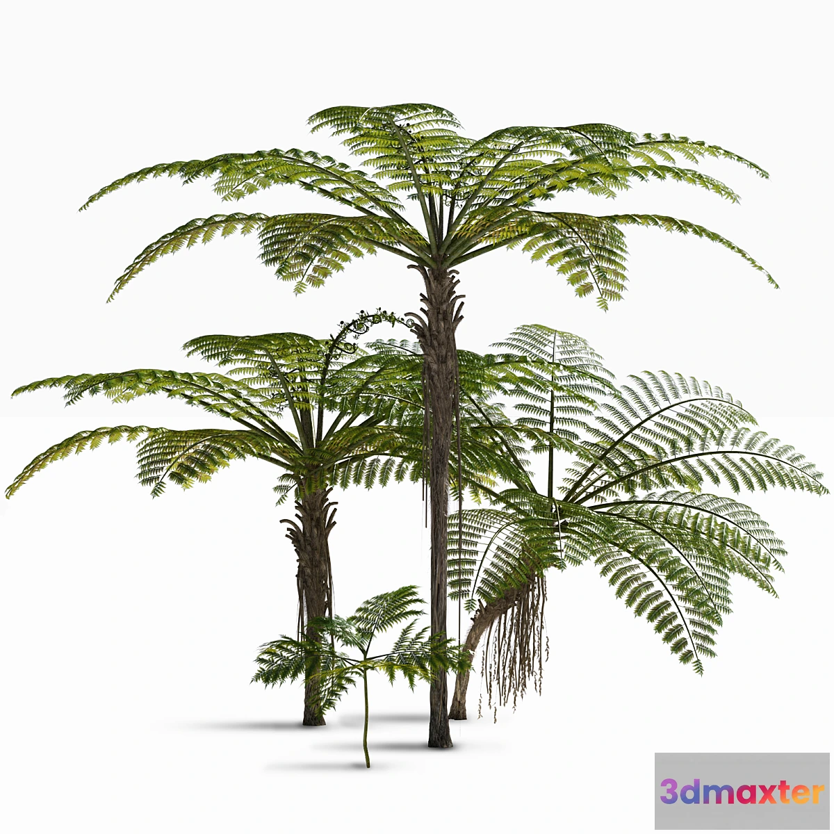 1306132 - Treefern dicksonia antarctica 3D Max