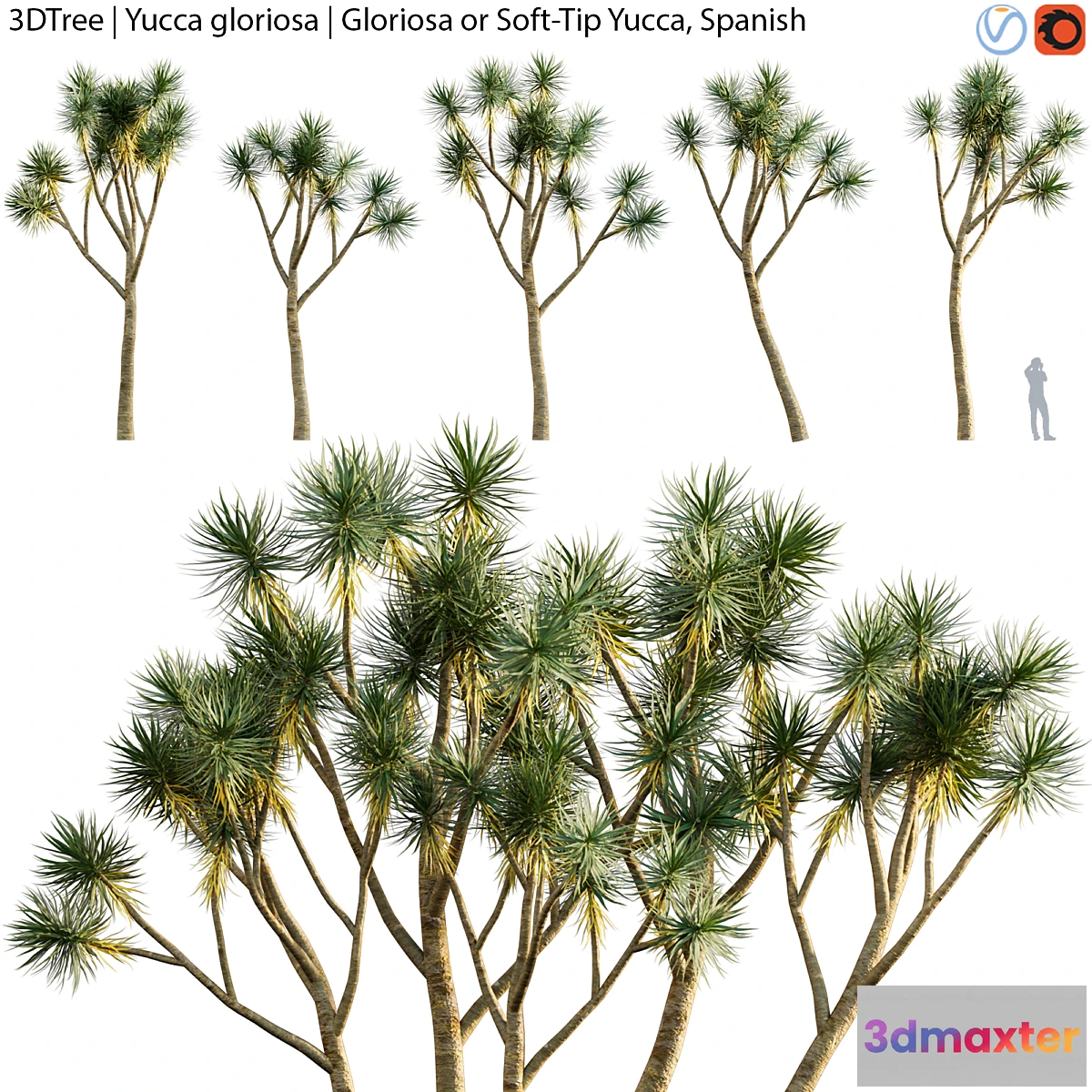 1306300 - Yucca gloriosa Gloriosa or Soft-Tip Yucca Spanish 3D Max