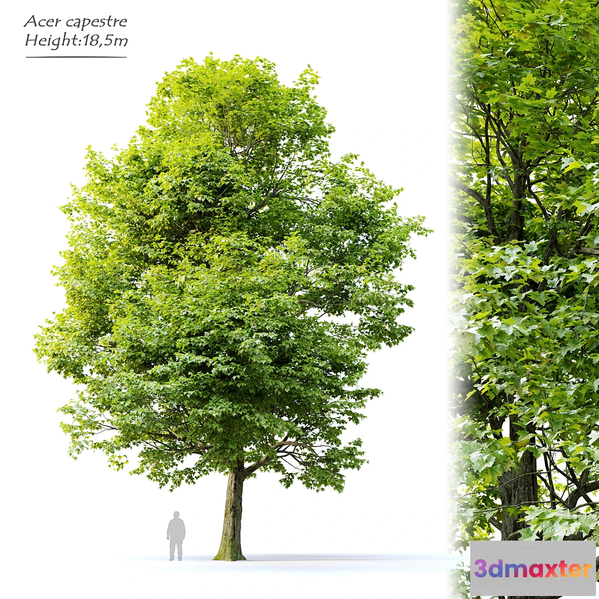 1306710 - Acer campestre 3D Max