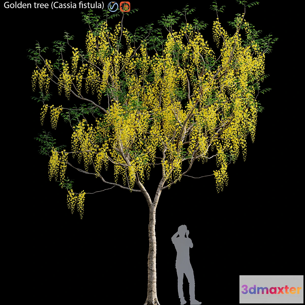 1306805 - Golden tree (Cassia fistula) # 3 3D Max