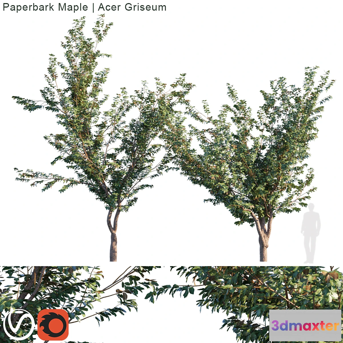 1307000 - Paperbark Maple  Acer griseum 3D Max