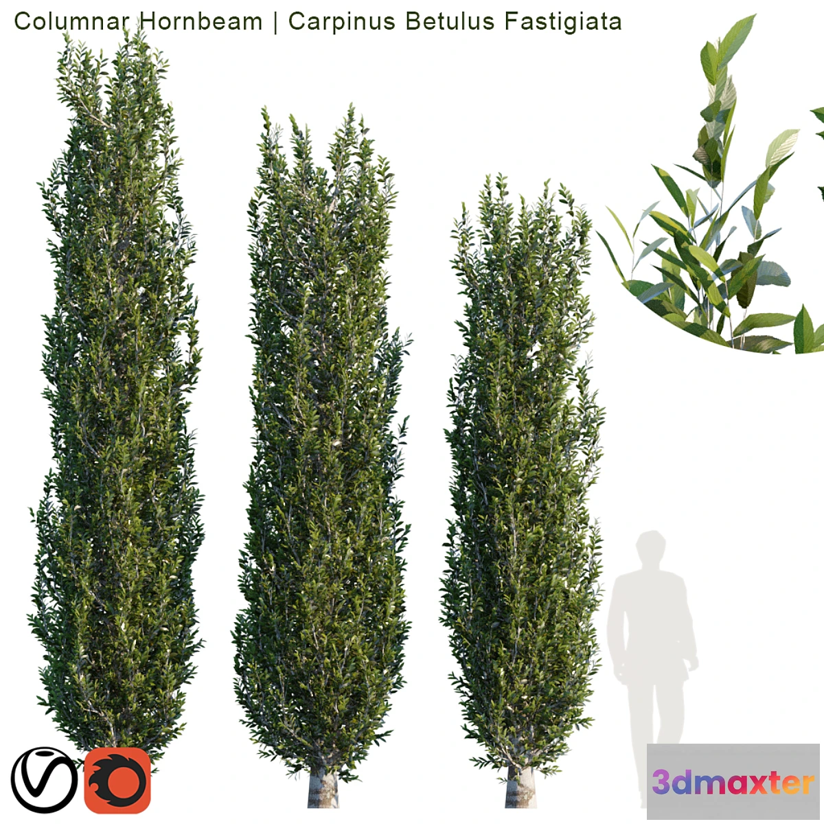1308068 - Columnar Hornbeam # 2 3D Max