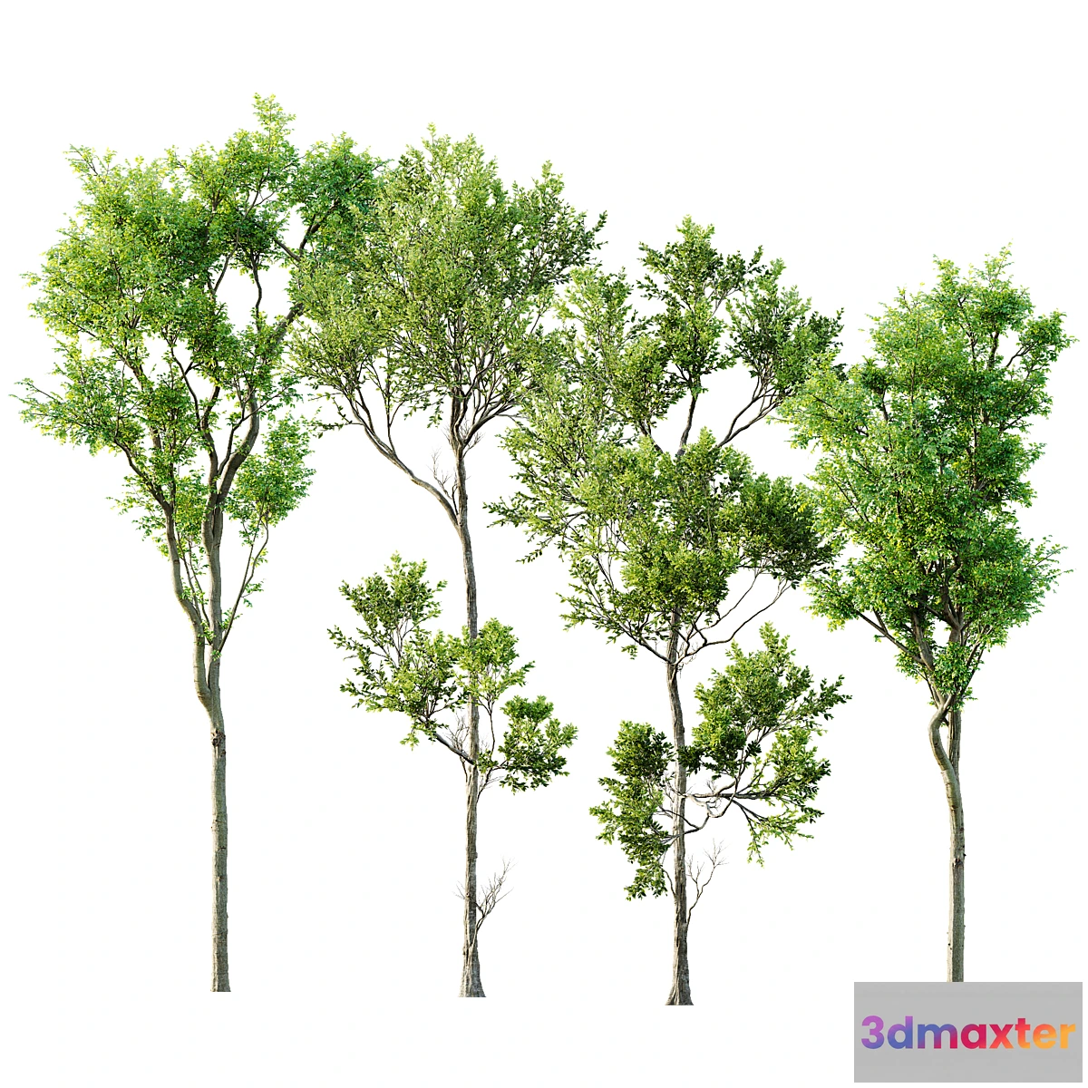1308959 - Fagus Grandifolia and Celtis Australis 3D Max