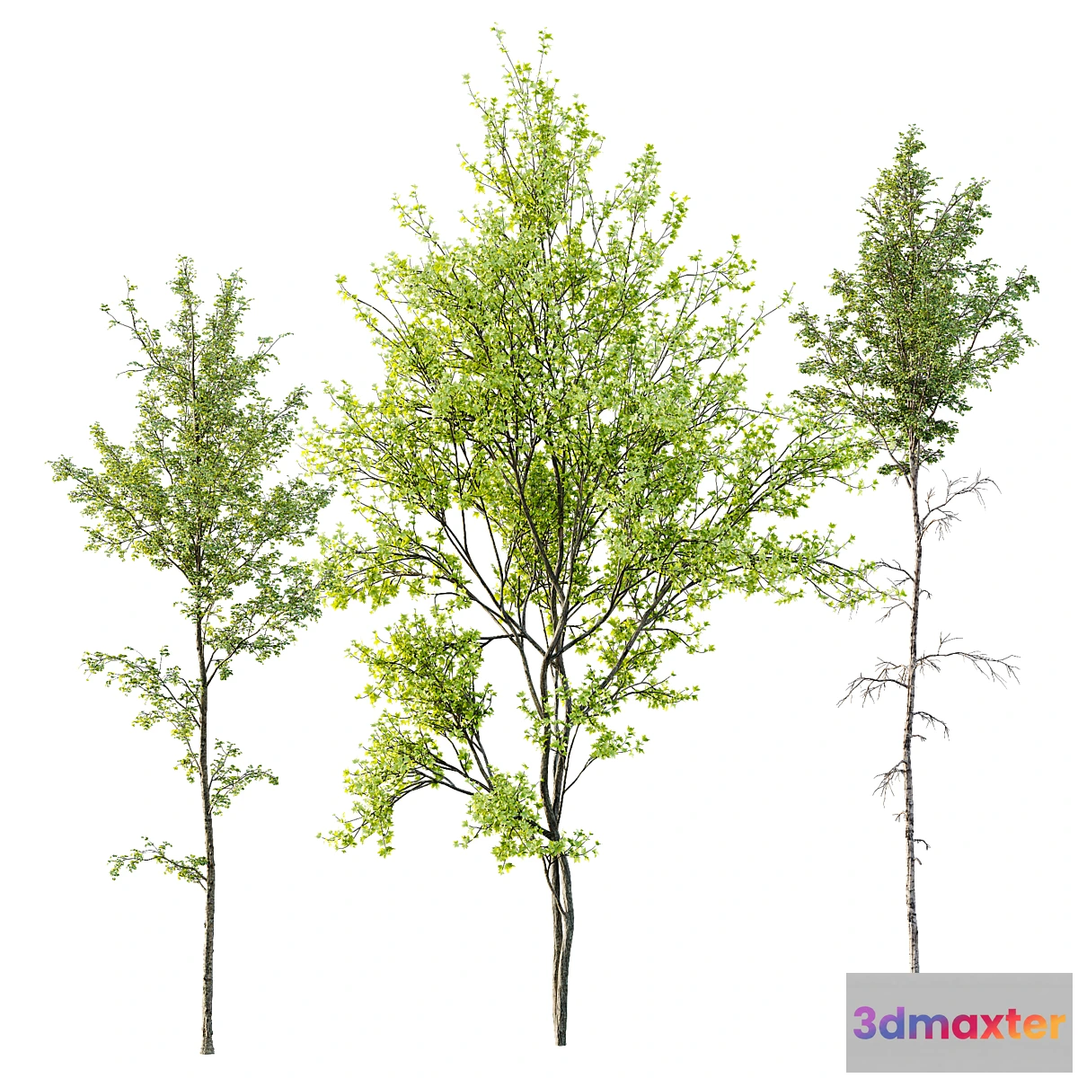 1309054 - Alnus Glutinosa and Betula Pendula spring trees 3D Max