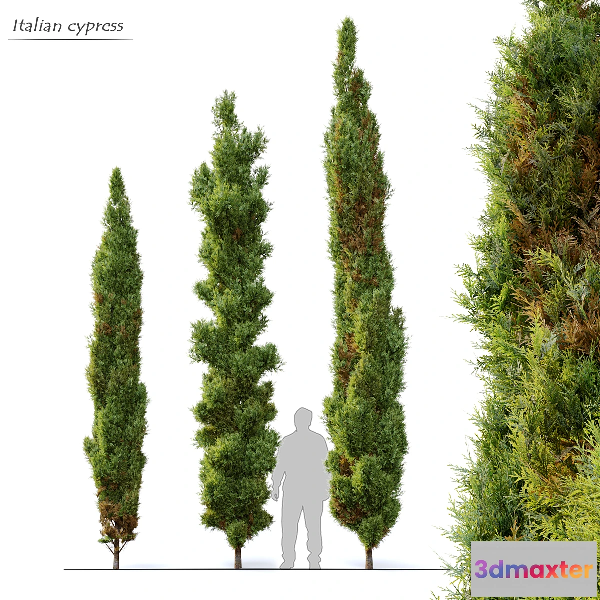 1310900 - Italian cypress 3D Max