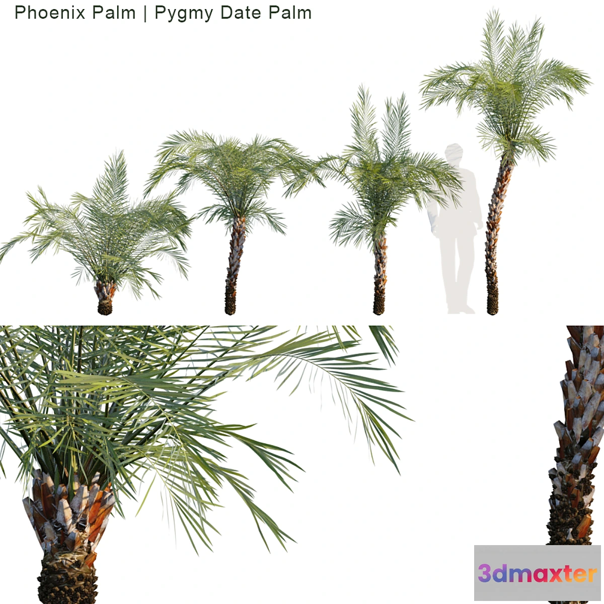 1310913 - Phoenix Palm  Pygmy date palm 3D Max