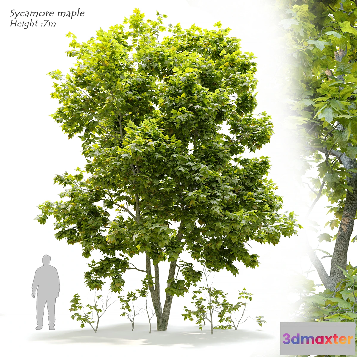 1310993 - Sycamore maple 3 3D Max