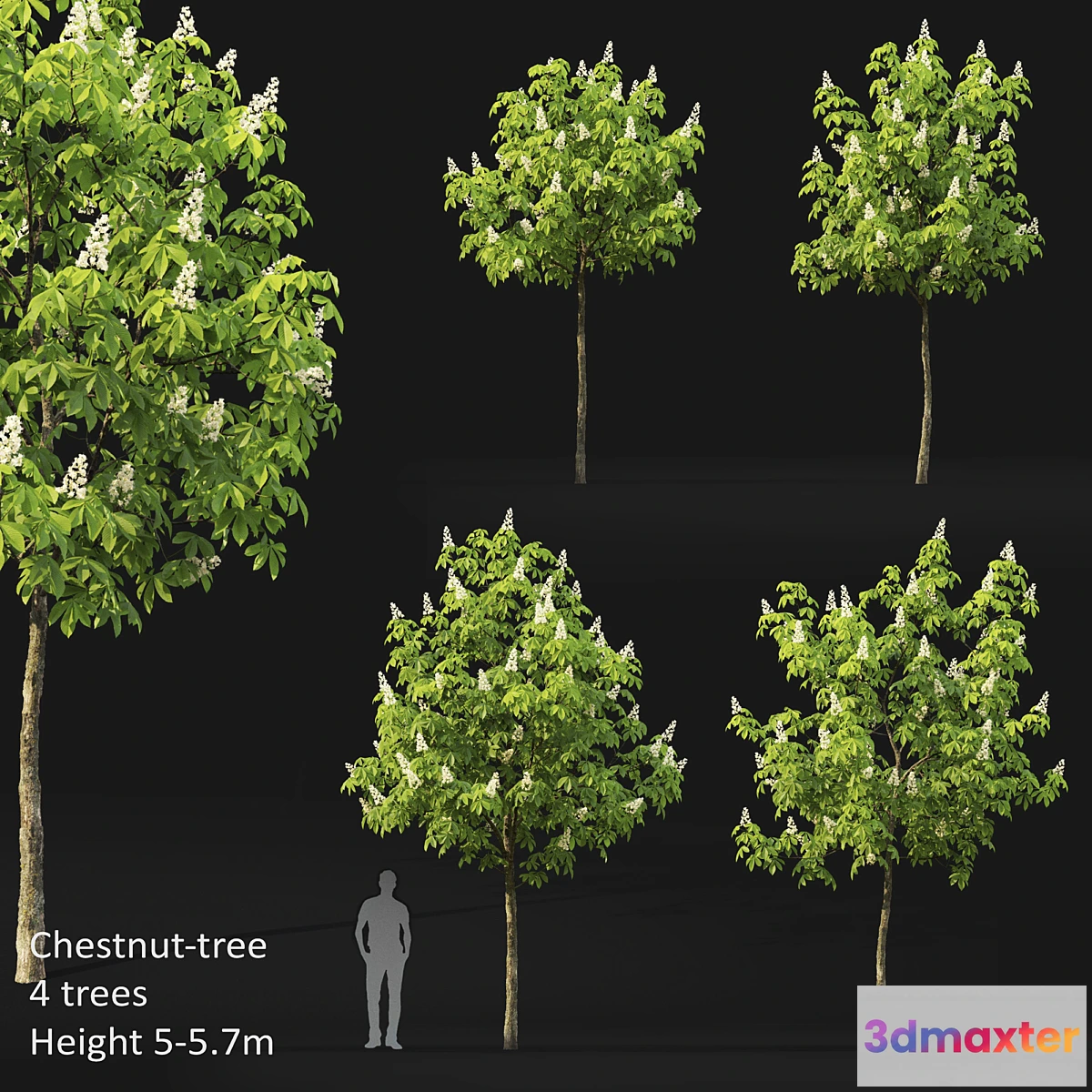 1312591 - Chestnut (5-5.7m) 3D Max