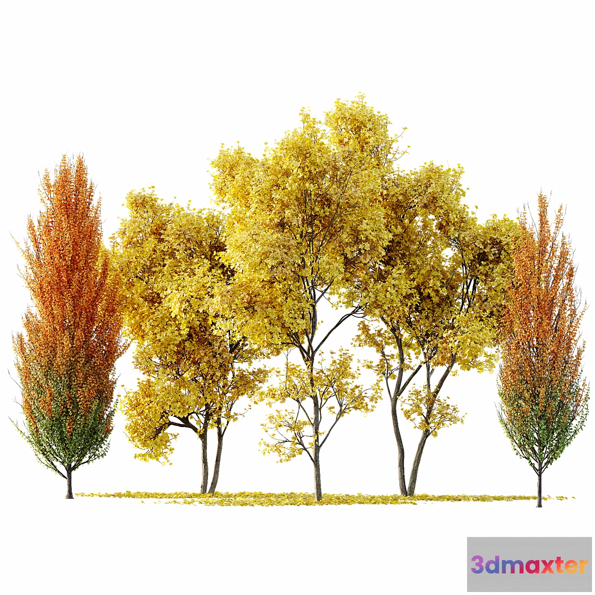 1314276 - Maple Sapindaceae and Acer Saccharinum Fall trees - No.2 3D Max