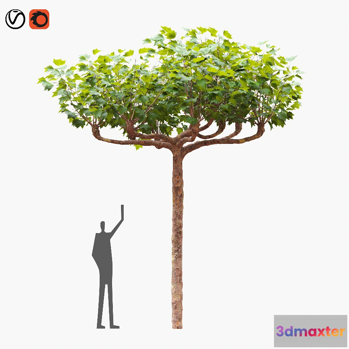 1314290 - London planetree сanopy 511 m 3D Max