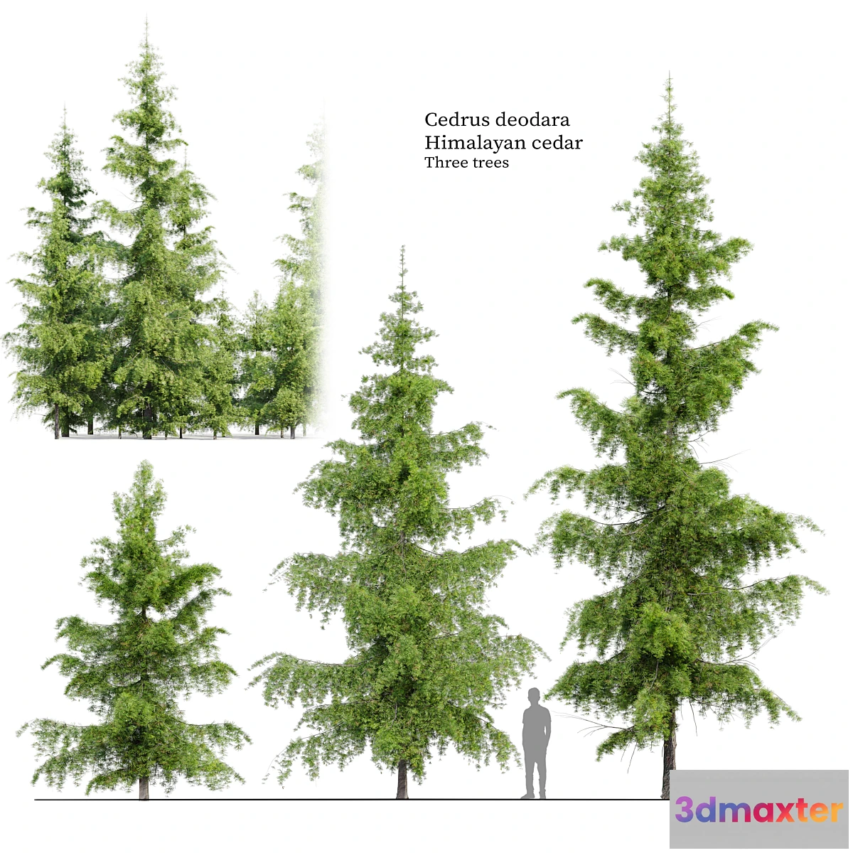 1314369 - Cedrus Deodara - No.2 3D Max