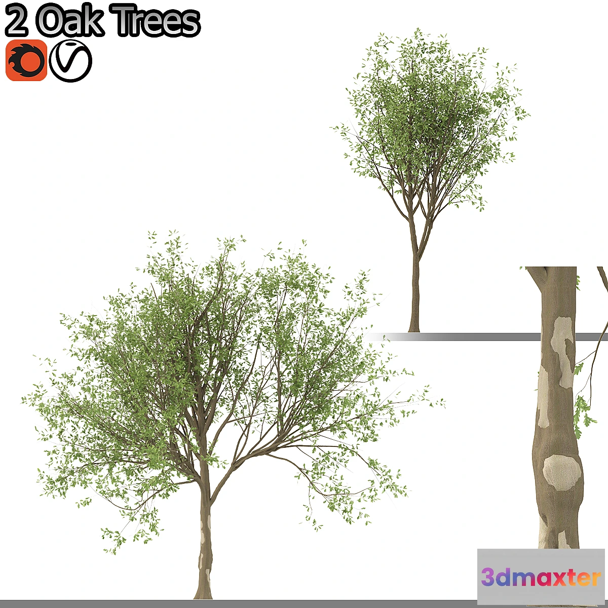 1314740 - Set of Korean Oak and simple Oak Trees 3D Max