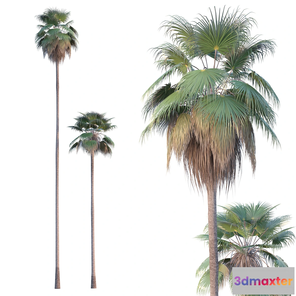 1315463 - Palm Tree - Washingtonia robusta - No.2 3D Max