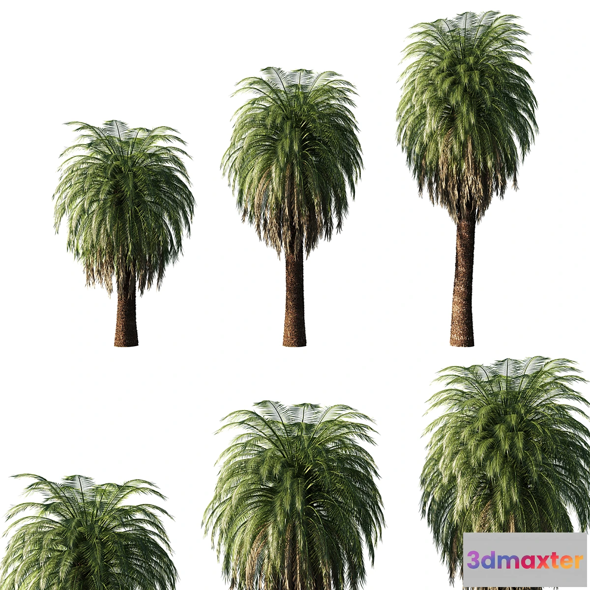 1315511 - Macrozamia Moorei_palm tree 02 3D Max