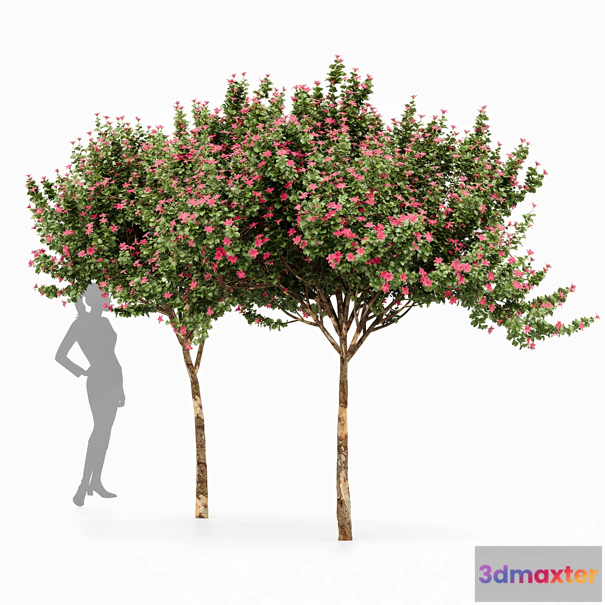 1316338 - Orchid 2 Trees Fragrant Flower - No.2 3D Max