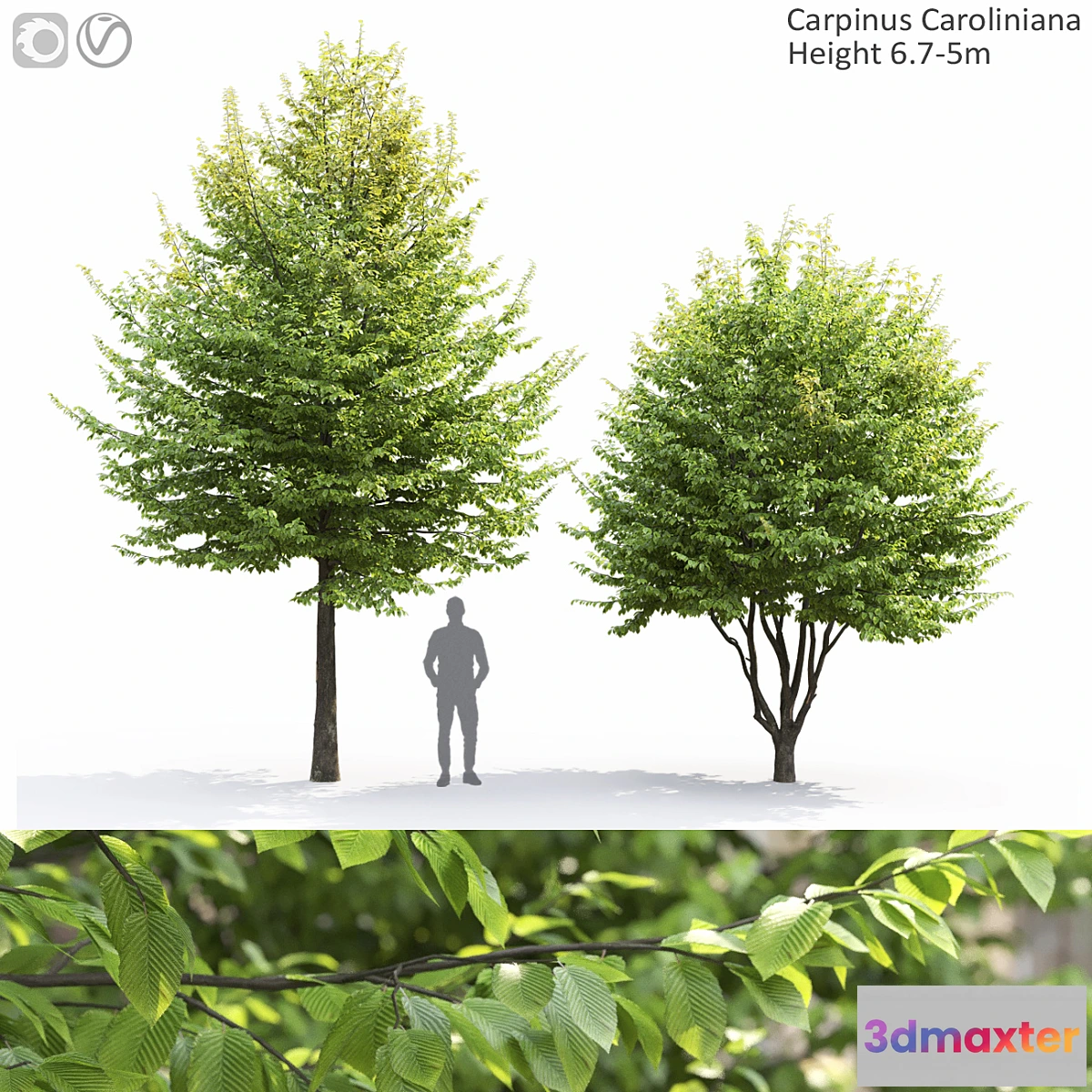 1317574 - Carpinus Caroliniana - No.2 3D Max