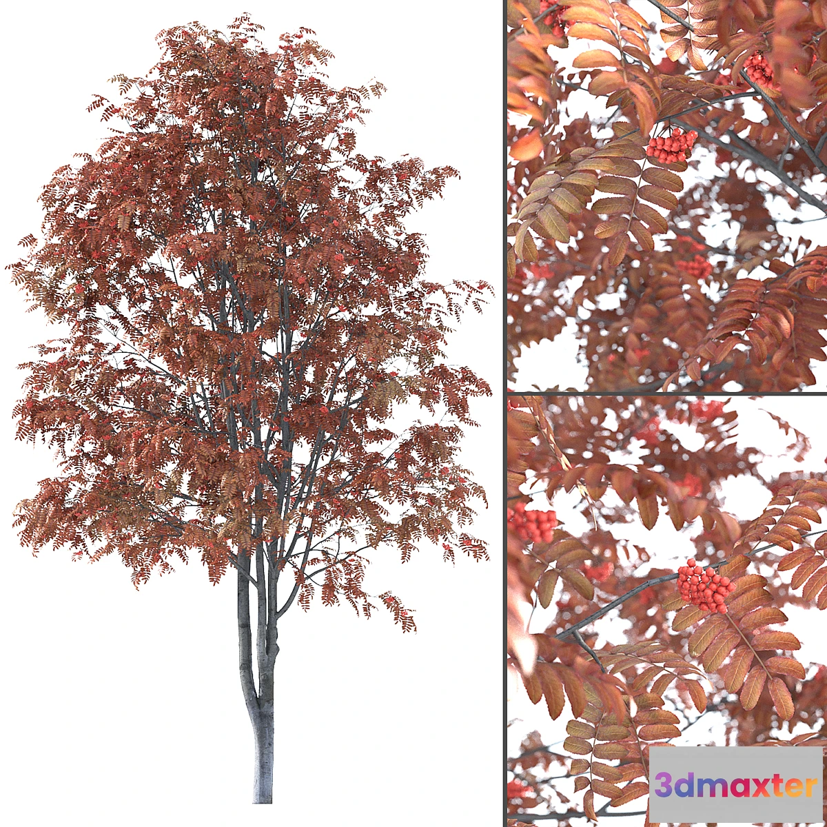 1317711 - Rowan - No.7 3D Max