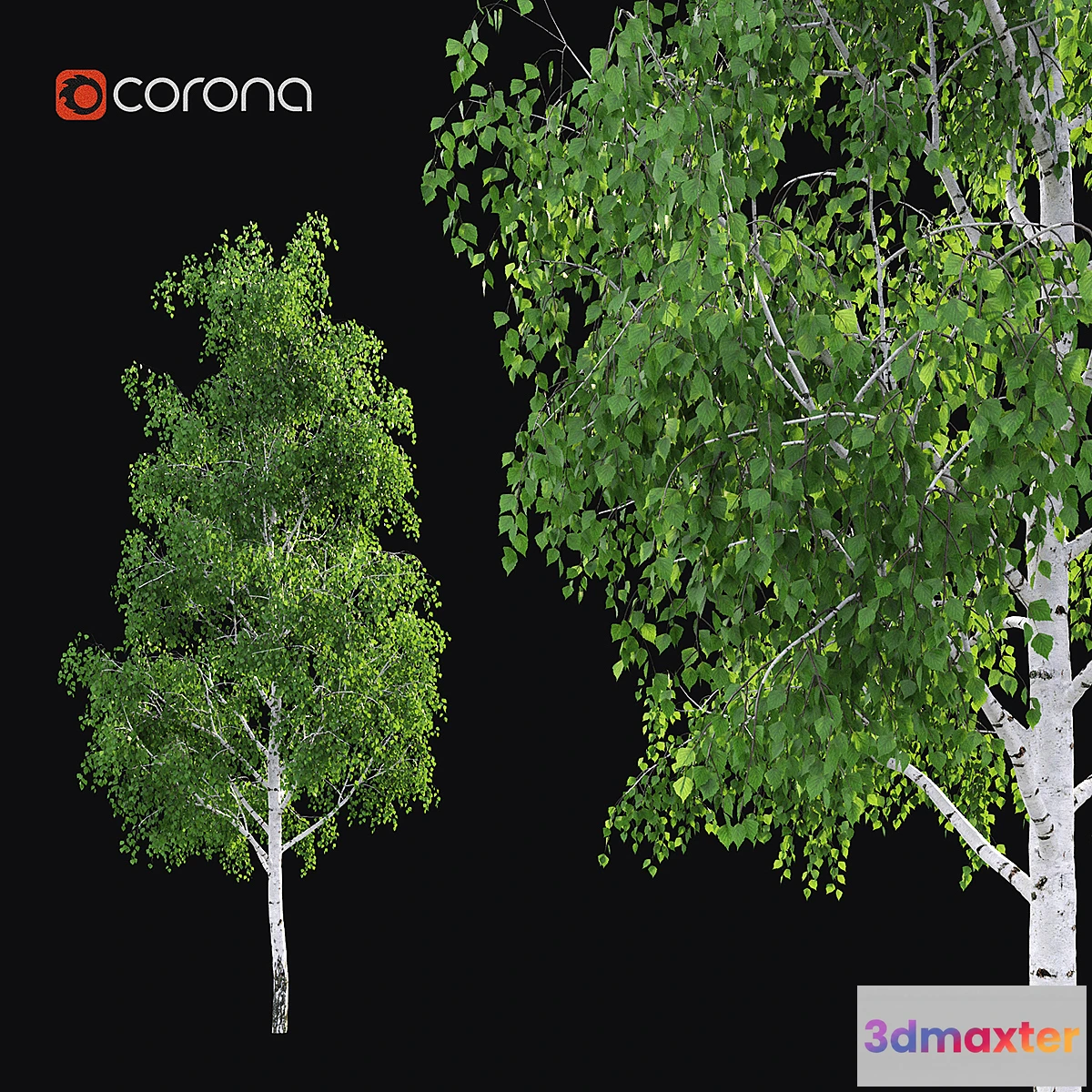 1317929 - Birch 3D Max