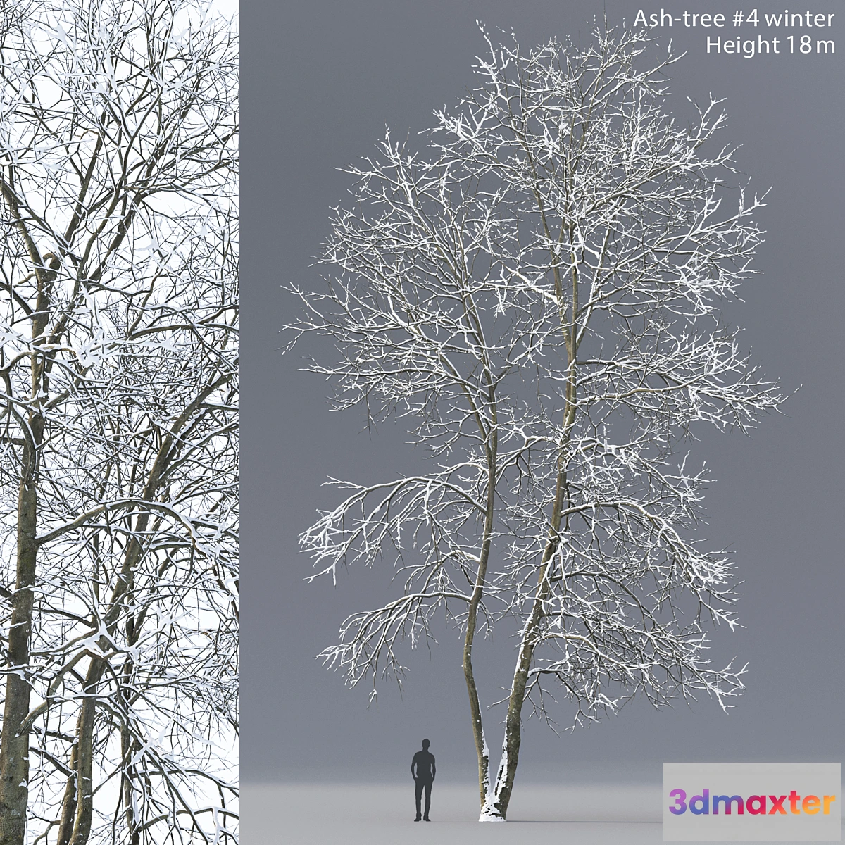 1318034 - Winter Ash  Ash-tree winter # 4 (18m) 3D Max