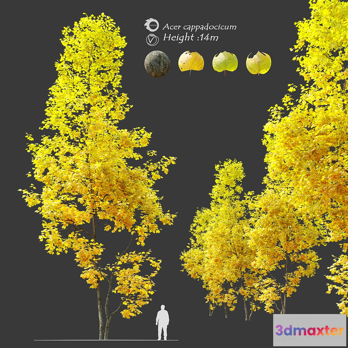 1318241 - Autumn Acer cappadocicum (coliseum maple) 3D Max