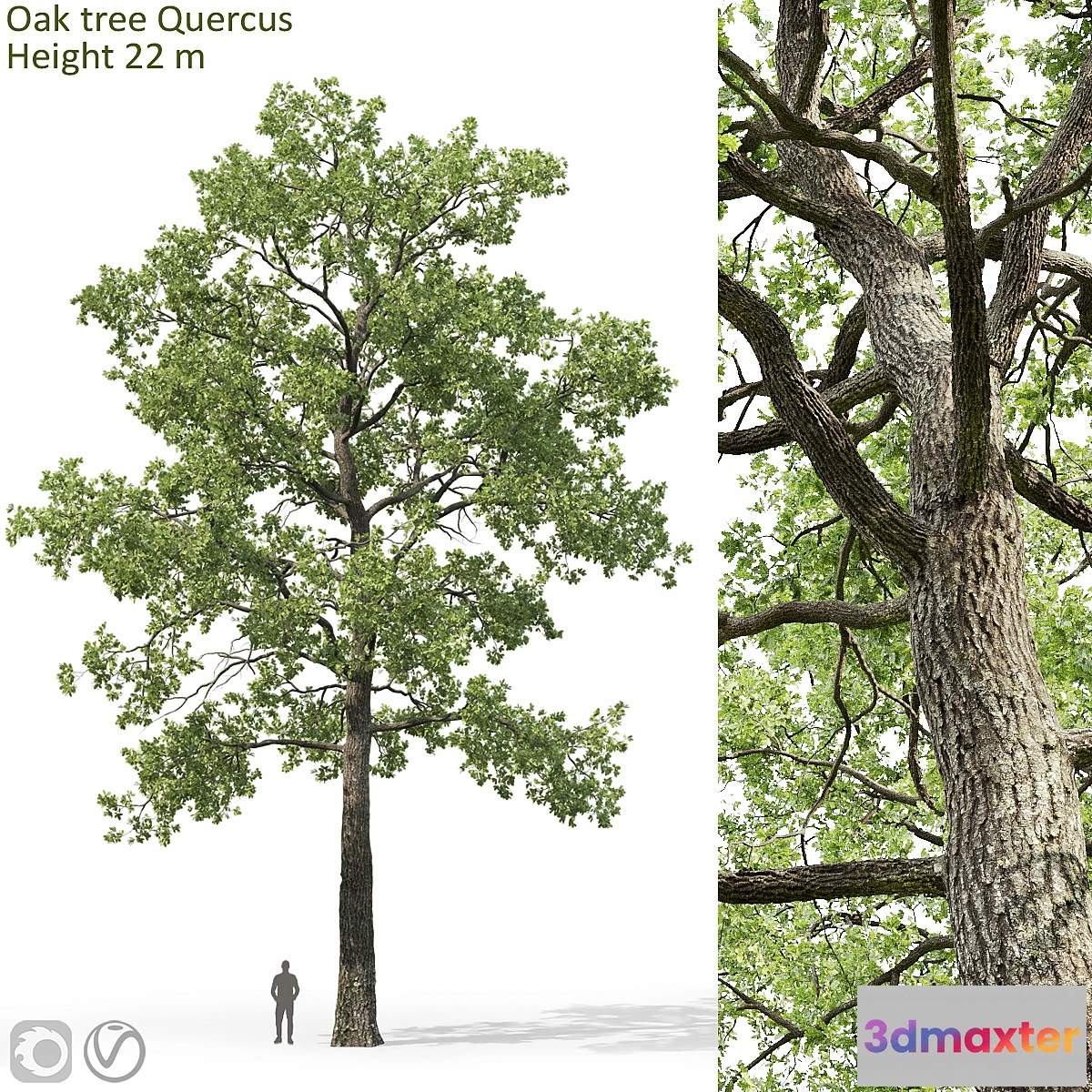 1318346 - Oak - No.2 3D Max