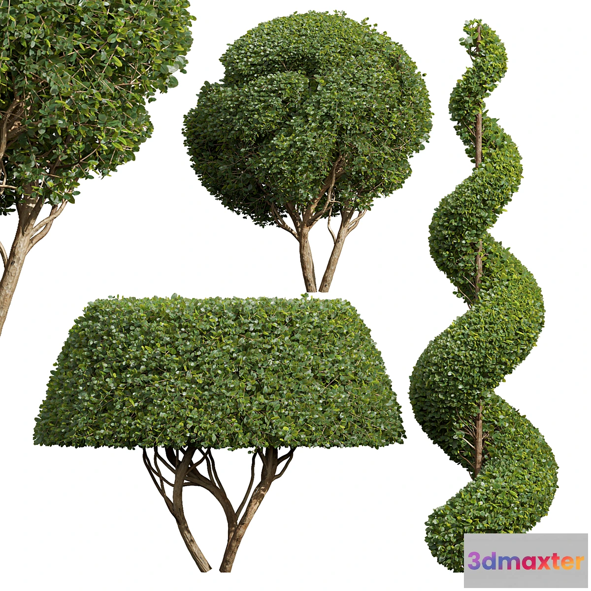 1318500 - Ficus Concinna Bonsai Pruned-3 trees 3D Max