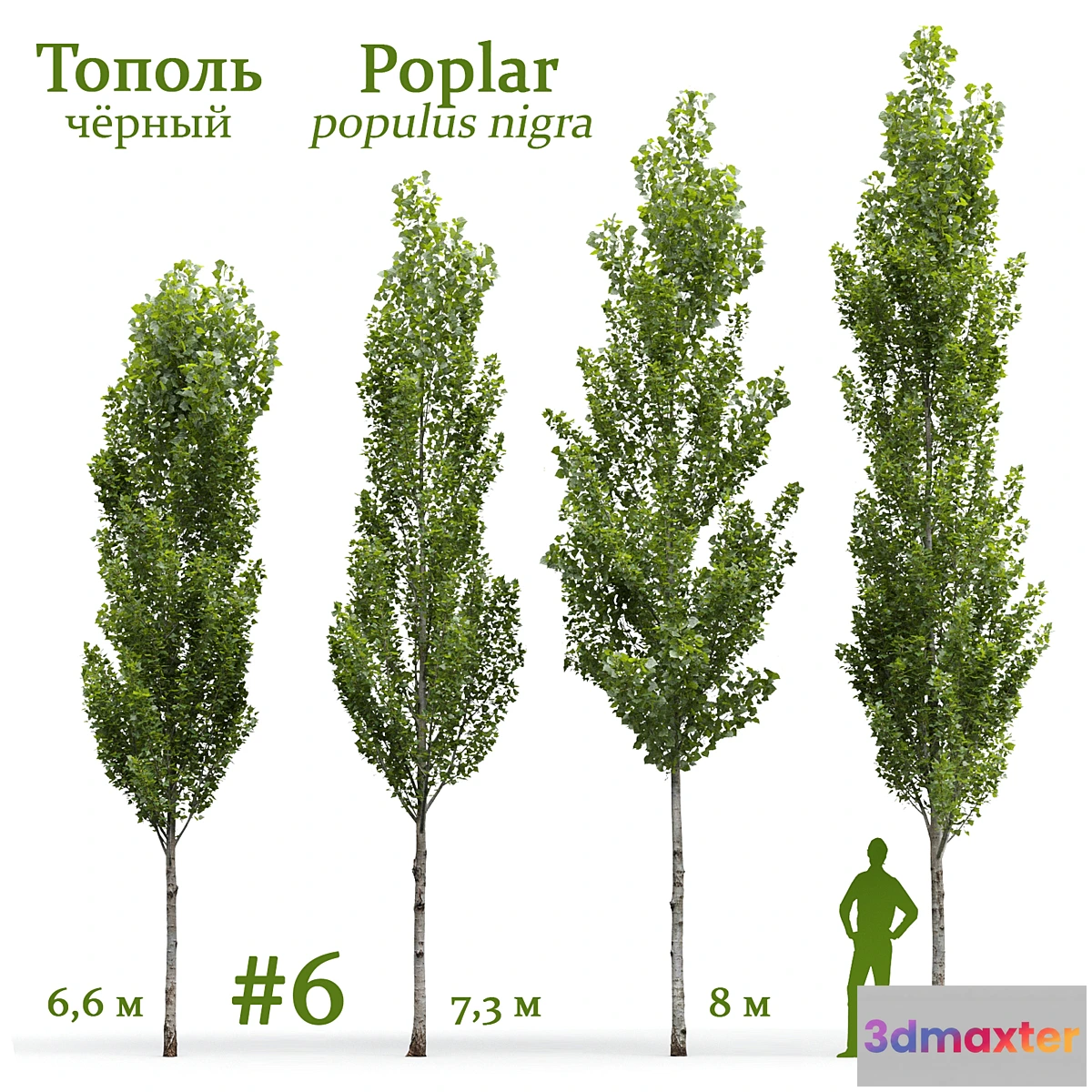 1319171 - Poplar _ Populus nigra #6 3D Max
