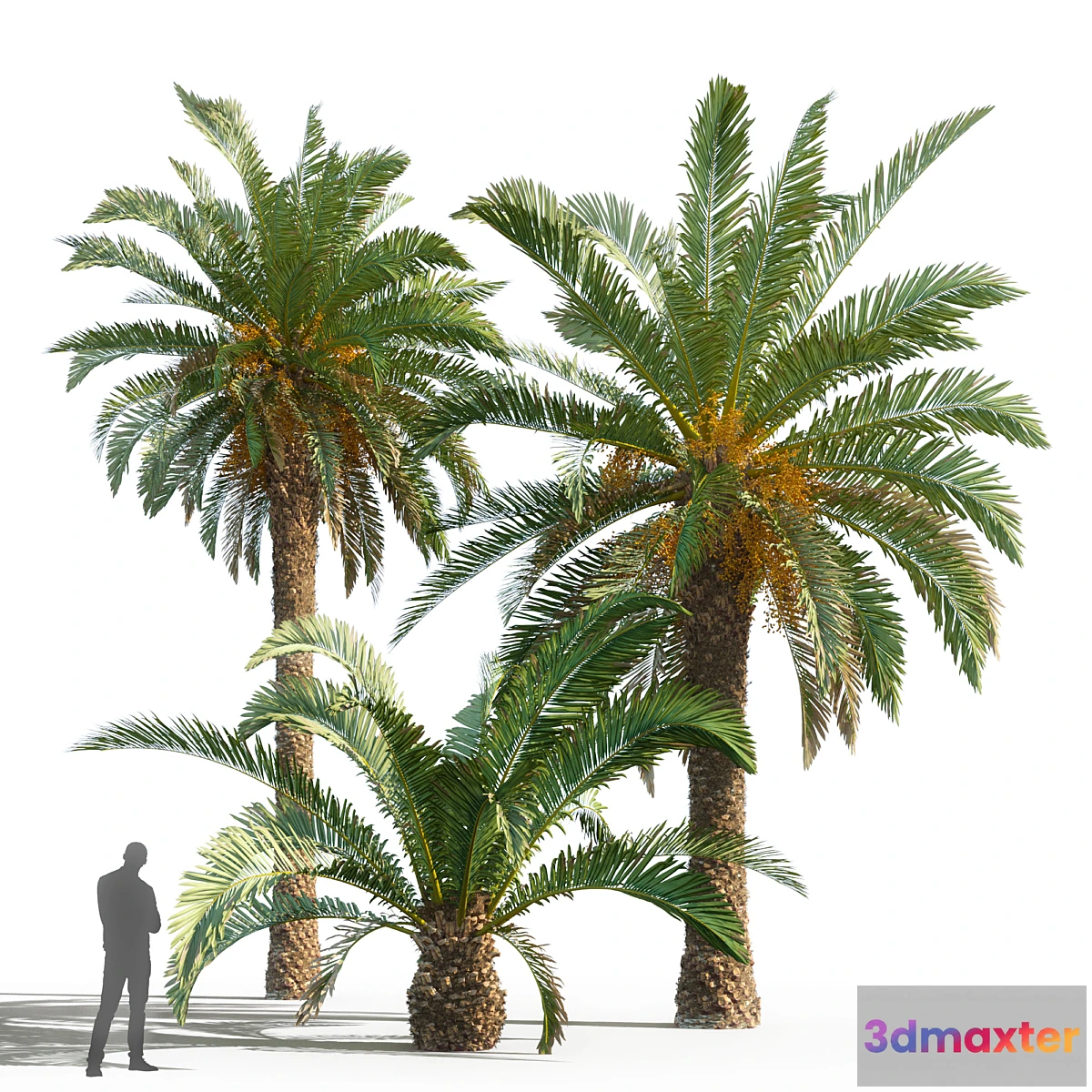 1321796 - Phoenix canariensis (date canary) - No.2 3D Max