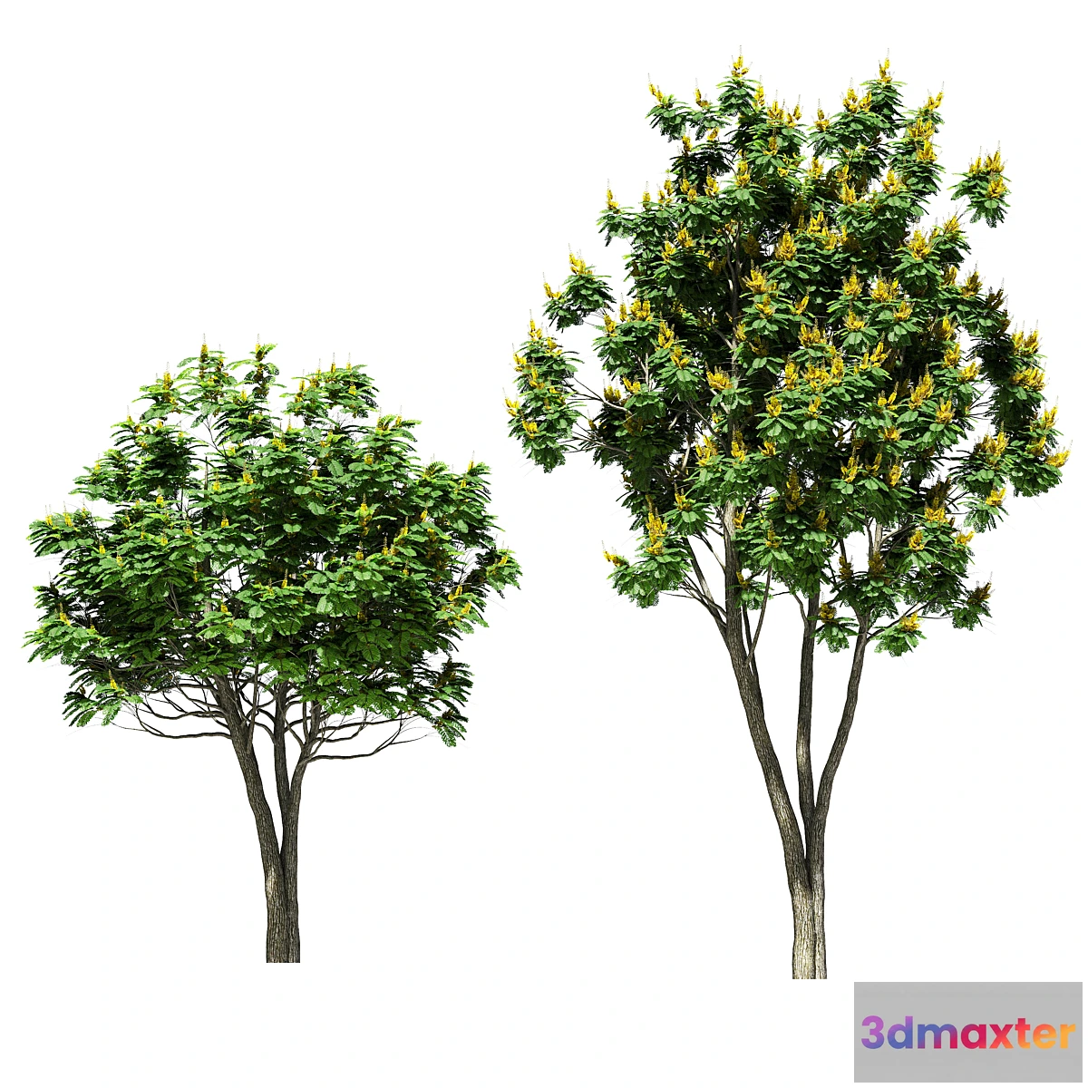 1321973 - Tree peltoforum krylatoplodny. 2 models 3D Max