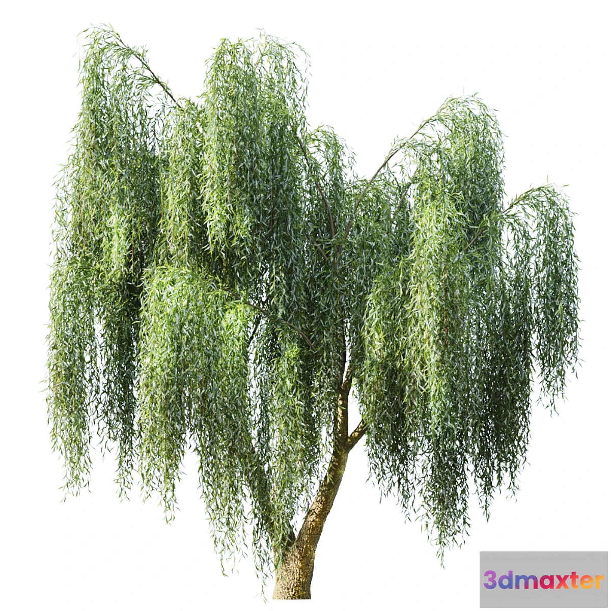 1324288 - Willow 3D Max