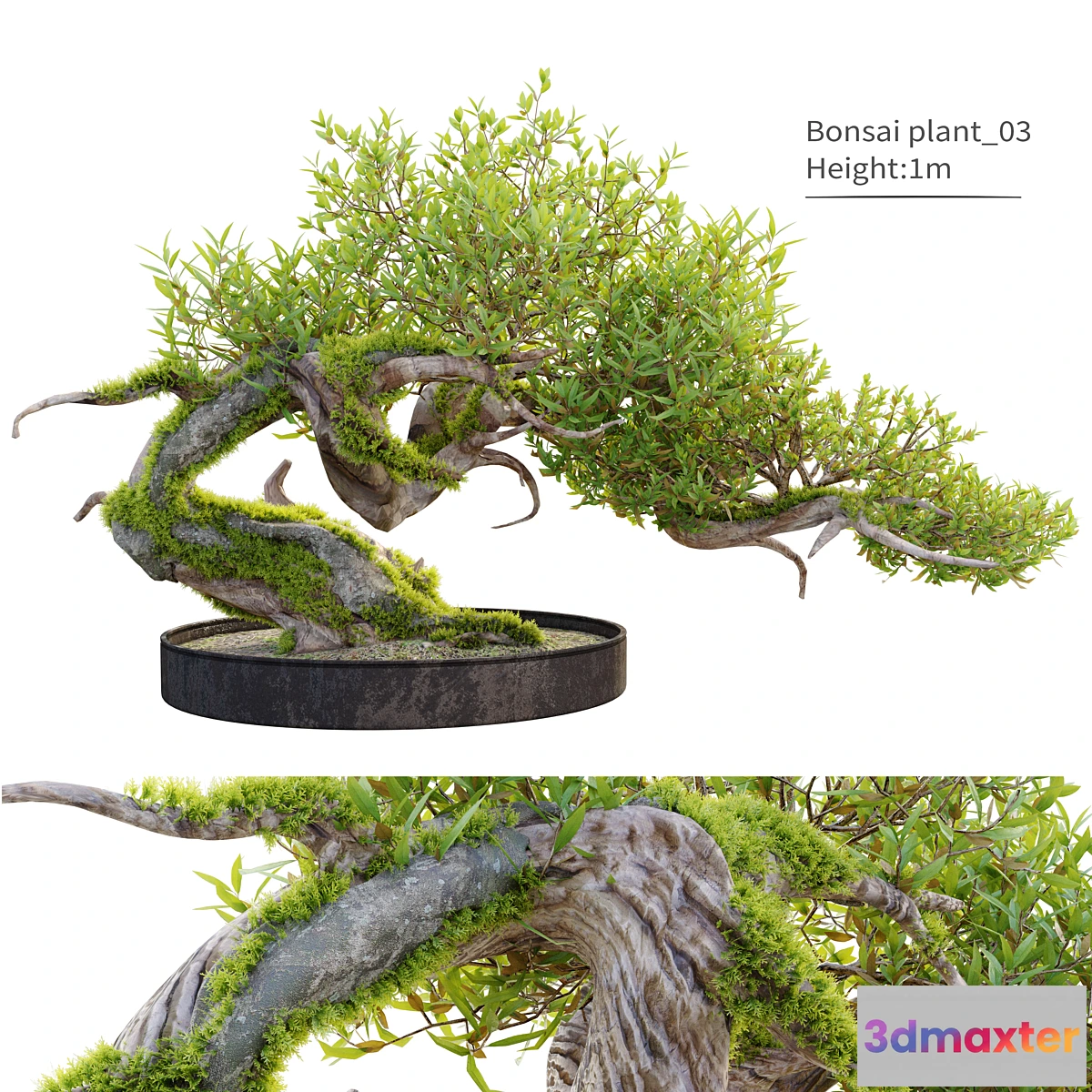 1324548 - Bonsai plant_03 - No.2 3D Max
