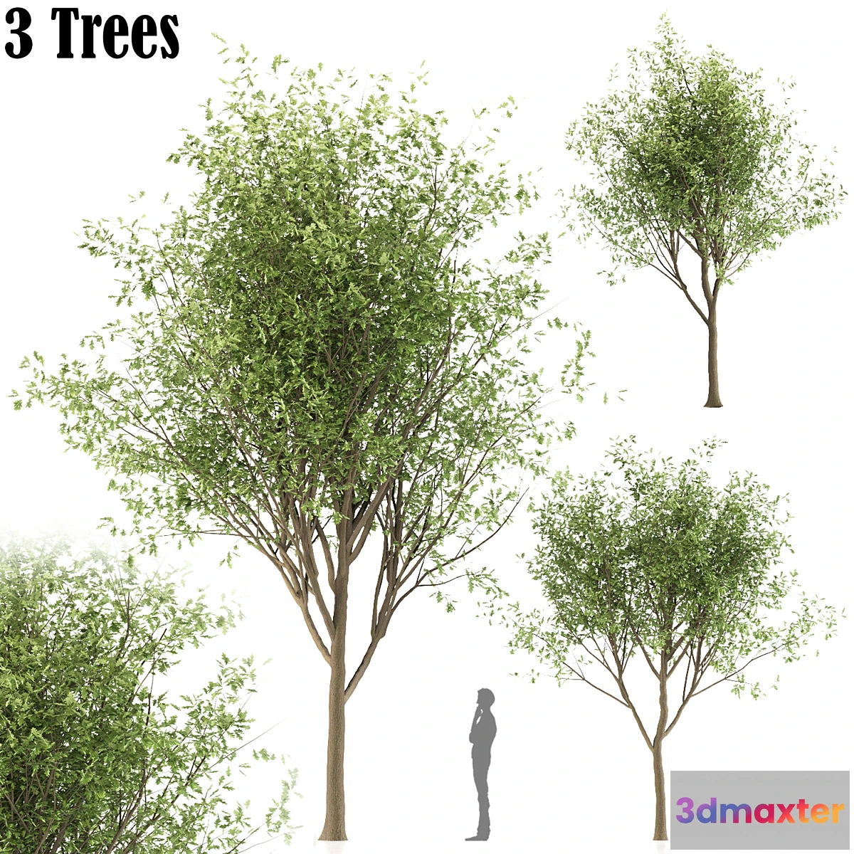 1325692 - Oak tree (3 trees and 3 Sizes) 3D Max