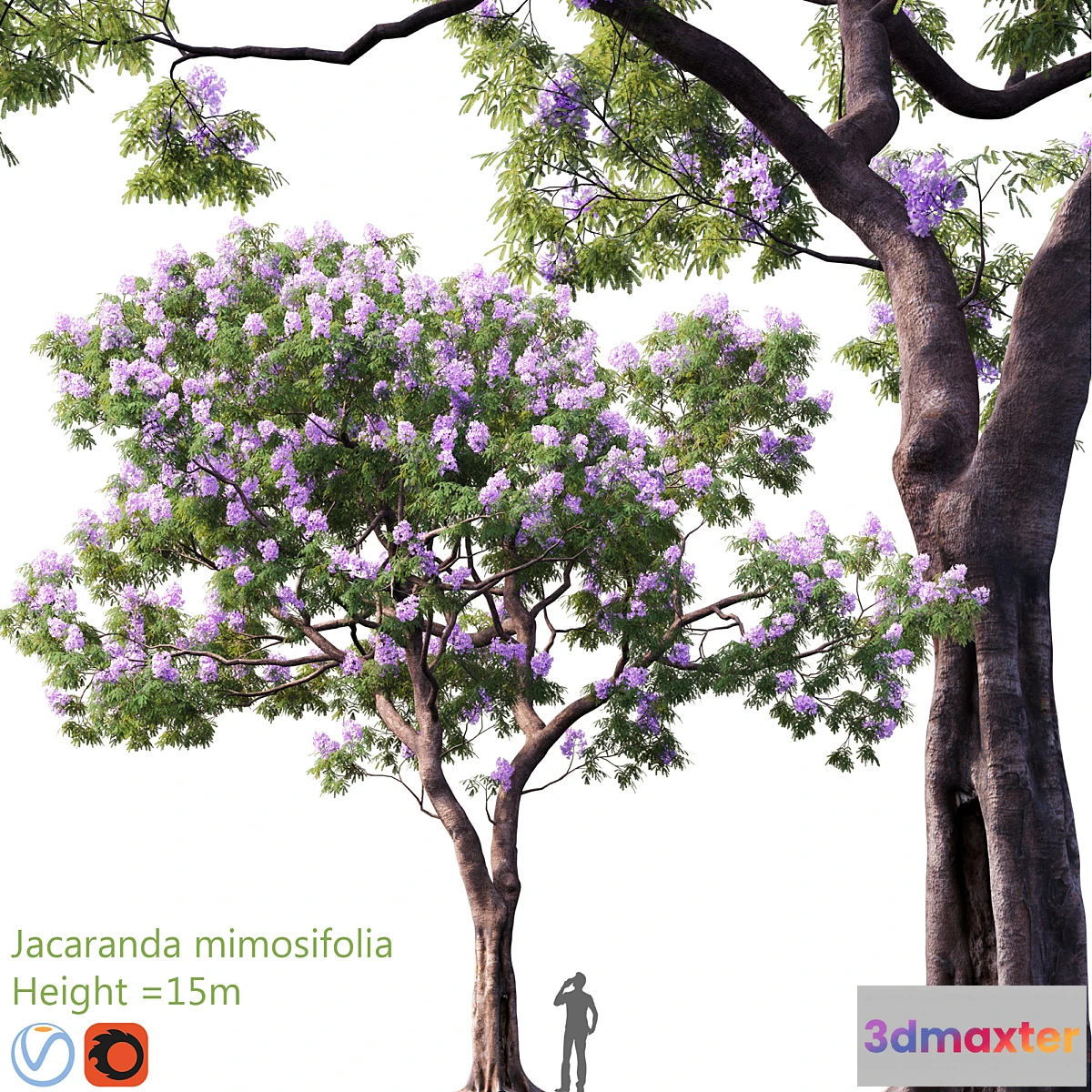 1326317 - Jacaranda mimosifolia  Height = 15m # 3 3D Max