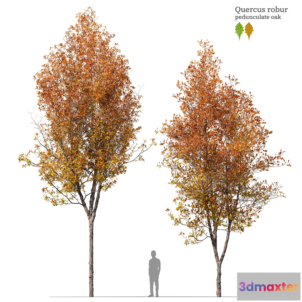 1326697 - Quercus robur - No.2 3D Max