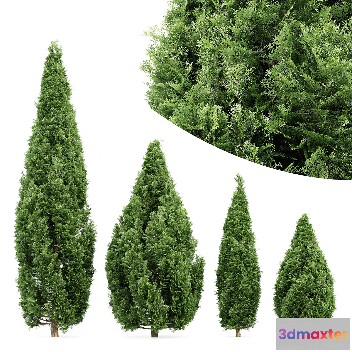 1327304 - 4 Rocky Mountain Juniper tree - Juniperus scopulorum 3D Max